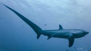 THRESHER SHARKS KILL PREY WITH TAIL [upl. by Katonah876]