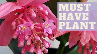 How To Grow MEDINILLA MAGNIFICA  Rose Grape Plant [upl. by Ecniv]