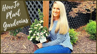 How To Plant Gardenias  New Diamond Spire® Gardenia [upl. by Hidie939]