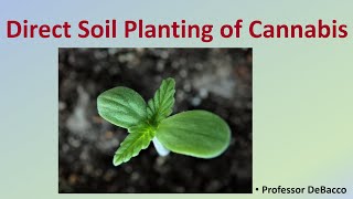 Direct Soil Planting of Cannabis [upl. by Levesque]