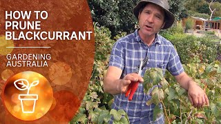 How to prune blackcurrants  Growing fruit and vegies  Gardening Australia [upl. by Atekahs]