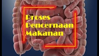 Sistem Pencernaan Makanan pada Manusia  IPA Kelas 5 SD [upl. by Devine]