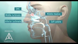 Tour of the Nasal Passage  3D animation [upl. by Nosreh497]