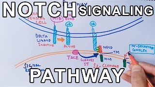 Mechanism of NOTCH SIGNALING PATHWAY [upl. by Rebmaed]