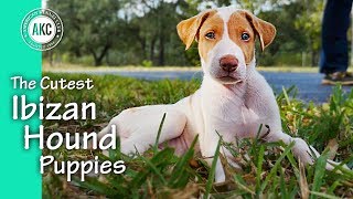 The Cutest Ibizan Hound Puppies [upl. by Harned]