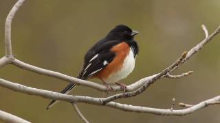 Eastern Towhee [upl. by Tingley]