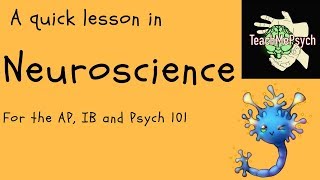 Neuroscience For Psychology [upl. by Adriano505]