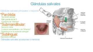 Glándulas salivales  Parótida submandibular sublingual y accesorias [upl. by Eberhart659]