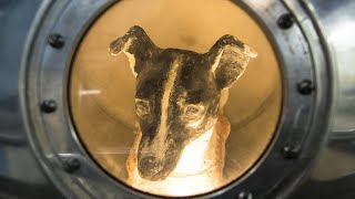 10 Tragic Facts about Laika The First Space Dog [upl. by Weston]