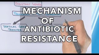 Mechanism of Antibiotic Resistance [upl. by Haelahk]