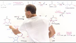 Pyrimidine Synthesis [upl. by Irpak]