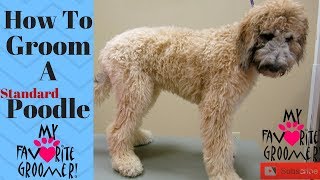 How to Groom Standard Poodle [upl. by Daniala]