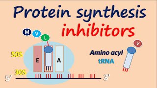 Protein synthesis inhibitors [upl. by Anhavas726]