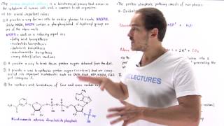 Introduction to Pentose Phosphate Pathway [upl. by Gnous]