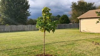 The Catalpa Tree [upl. by Schell739]