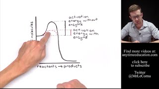 How Do Enzymes Work Activation Energy [upl. by Reizarf]