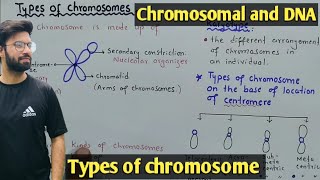 Chromosome structure and Its types  Class 12 Biology [upl. by Ambrogino613]