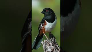 Eastern Towhee Call and Song [upl. by Soinski]