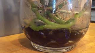 How I grow my Cattleya orchids in water [upl. by Boleslaw]