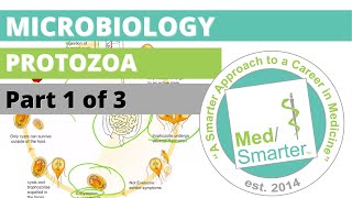 Protozoa  Microbiology  USMLE STEP 1  Part 1 of 3 [upl. by Kohsa]