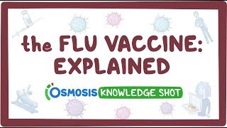 The flu vaccine explained [upl. by Annohsal]