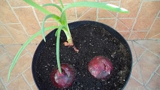 CÓMO PLANTAR CEBOLLAS Y OBTENER CEBOLLETAS  Sembrar  Plantar  Cultivar [upl. by Lednahc874]