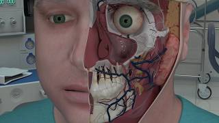 Chapter 2 Nasal Anatomy and Function [upl. by Finzer]