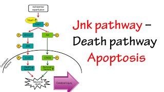 Jnk Pathway [upl. by Iahcedrom975]