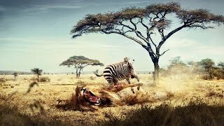 National Geographic Documentary  African Wildlife  Nat Geo wild [upl. by Jeuz]