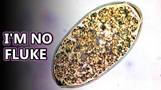 Liver Fluke facts intestinal parasites  Animal Fact Files [upl. by Klump947]