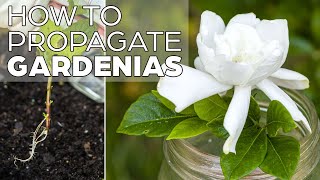 Propagating Gardenia  The Easy Method [upl. by Bethezel]