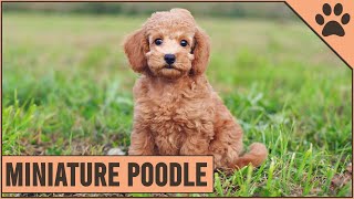 Miniature Poodle  Medium Size Poodle Version [upl. by Gilbye]