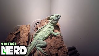 Green Basilisks AKA Basiliscus plumifrons [upl. by Banyaz]