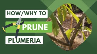 How and Why to Prune Your PlumeriaFrangipani [upl. by Pani571]