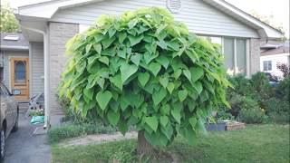 Time Lapse Catalpa Tree Shot each day in May 2014 [upl. by Etteinotna]