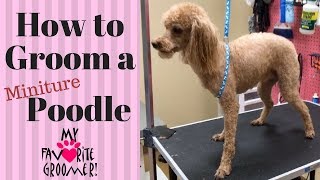 How To Groom A Poodle [upl. by Animar]