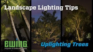 Landscape Lighting Tips  Uplighting Trees [upl. by Ydok]