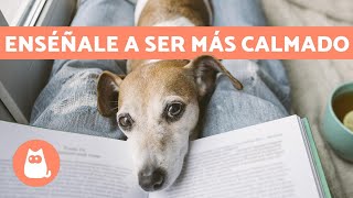 ¿Cómo tener un PERRO TRANQUILO ✅ 5 Consejos Efectivos y Fáciles [upl. by Valenba]