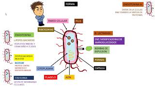 Pseudomona Aeruginosa [upl. by Igal]