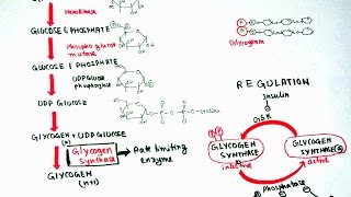 Glycogenesis [upl. by Hallee]