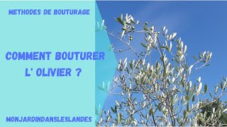 Comment bouturer lolivier Olea europaea   Monjardindansleslandes [upl. by Lole]