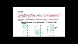 Phylogenetic Trees [upl. by Ecire]