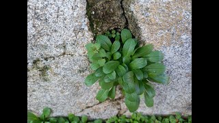 La valerianella selvatica o valeriana del supermercato Come riconoscerlaTutorial [upl. by Hsirrap]