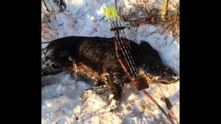 WildBoar with LongBow in the Snow [upl. by Center767]