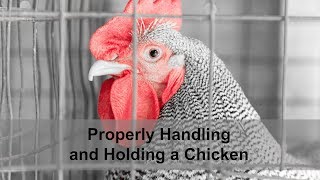 4H Poultry Handling [upl. by Player]