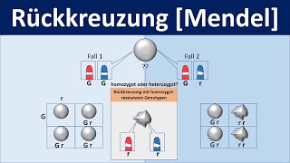 Rückkreuzung Mendel  Biologie Genetik Mittel und Oberstufe [upl. by Gascony]