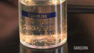 How to Care for Daphnia [upl. by Bannasch405]