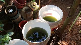 How to grow Green Water Algae [upl. by Kcirdahs288]