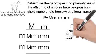 Genetic Cross Monohybrid Cross Short Simple Science [upl. by Enahpets]