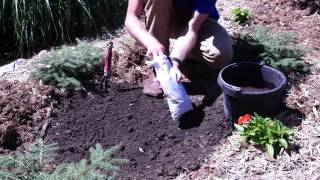 How to Plant Wisteria Plants [upl. by Siroved901]